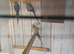 male ringneck
