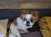 Japanese chin x