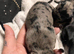 Stunning French x jack x daxi pups