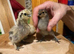 Silkie chicks for sale (un-sexed)......ready now to collect...