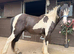 Cob gelding