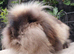 2 year old lionlop doe