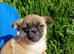 Pomapug puppies