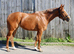 15.2 chestnut thoroughbred mare