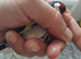 3x goldfinch hens