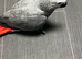 Baby African Grey Parrot