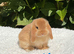 Pure bred mini lop baby boy .