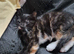 Kittens looking for forever home