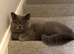 Pedigree British short hair cat 3 -4 year old