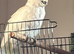 Lovley male cockatoo