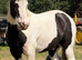 Piebald Cob