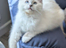 TICA EU champion ragdoll kitten