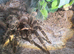 Adult female lasiodora parahybana