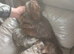 Beautiful cockerpoo puppies
