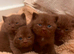 Brown British Shorthair