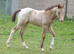 Champagne American Paint Filly