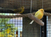 3 pairs of garden aviary Canaries