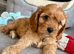 One Adorable miniature F1 red Cavapoo male