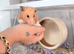 Tame female Syrian hamster and setup