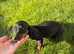 Dachshund puppie miny