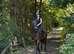 16.1hh bay mare