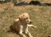 Female Labrador puppy