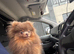 Tea cup Pomeranians