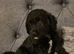 Beautiful cuddly mini Labradoodles F1b looking for forever home.