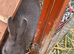 Two stunning mini Rex buck