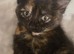 Female kitten