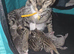 STUNNING SILVER & SPOTTED SAVANNAH X BENGAL KITTENS