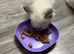 1 rare cream bicolour male left