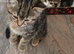 4 beutifull kittens