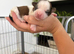 Beautiful Shih Tzu puppies