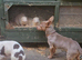Ferrets for sale whites