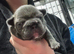 Frenchie