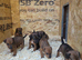 Jack Russell x lakeland pups