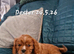 Cavalier King Charles Spaniel, KC reg, health checked puppies