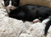 Gorgeous, Vet-Checked Black & White Male Kitten with Unique "Beard"