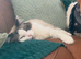 Pure female ragdoll