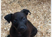 Beautiful patterdale litter