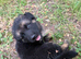 8 Stunning German Shepherd pups