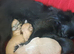 Long coat chihuahua pups Ready 9th July