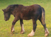 Violet Heavy, Smoky Black Filly Foal Cob to make 14.2hh