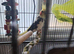 Pair cockaiels with cage