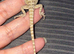 Bearded dragon baby’s