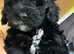 F1B toy cockapoo ready to leave 3 left