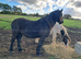 Fell Gelding for sale