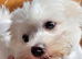 Bichon mixed