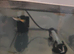 Male and female guppys for sale